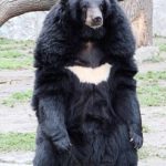 معلومات عن الدب الاسيوي الاسود