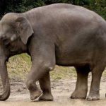 معلومات عن الفيل الاسيوي