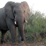 فيل الغابات الافريقية