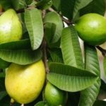 الجوافة مصدر للمعادن والفيتامينات
