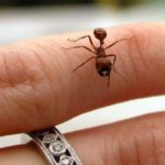تفسير قتل النمل في المنام